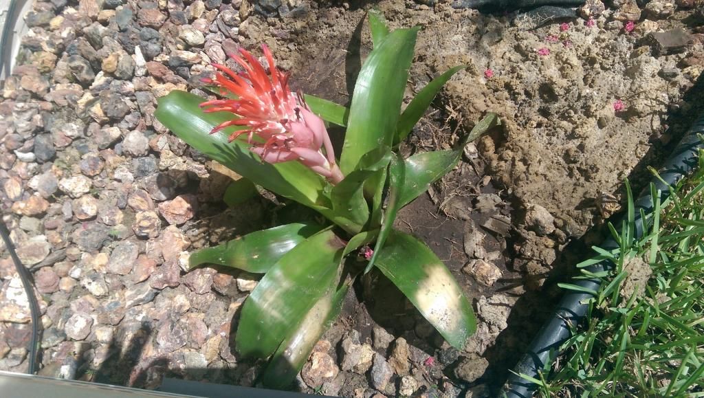 Flower.jpg