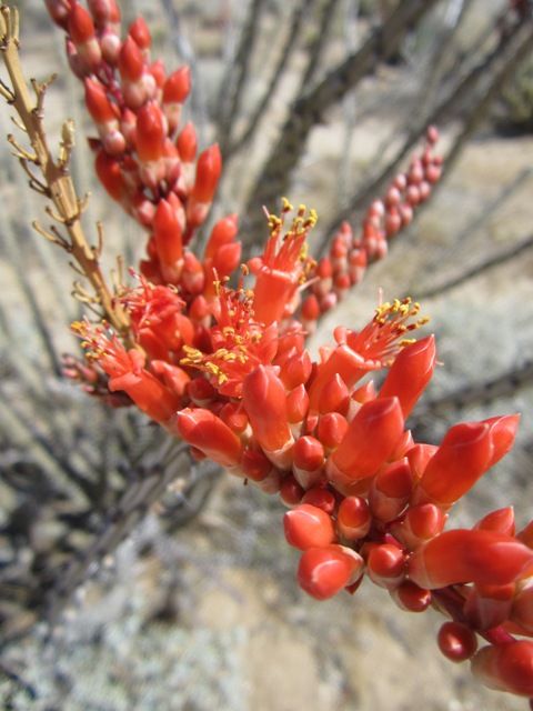 Cholla blossom