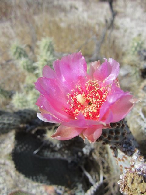 Beavertail cactus blossom photo Anza-BoMar2012644a_zps96fdfb5c.jpg