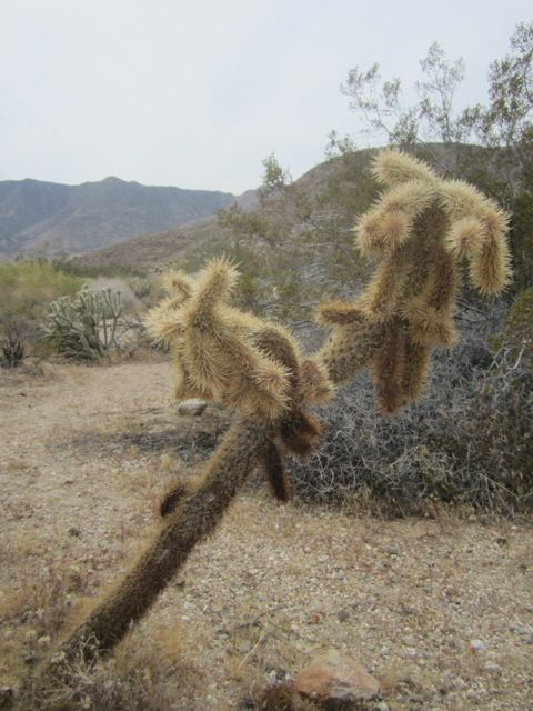 Cholla photo AnzaBoApril2013187a_zps7fa764bd.jpg