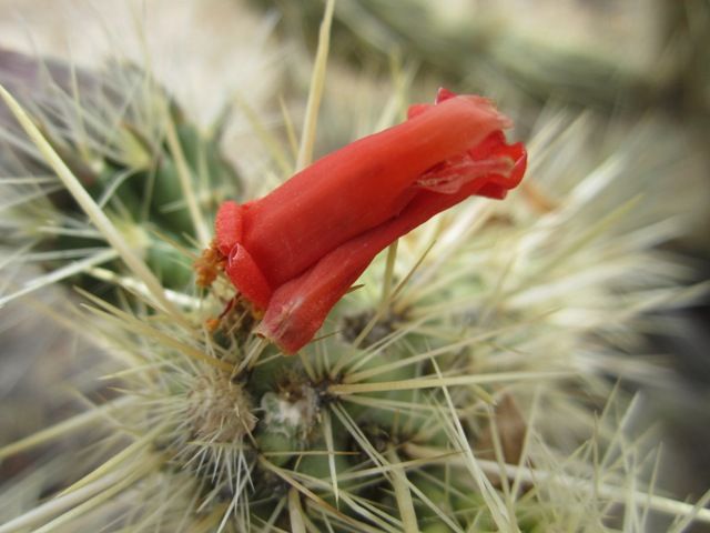 Ocotillo blossom photo AnzaBoApril2013396a_zpsf0315734.jpg