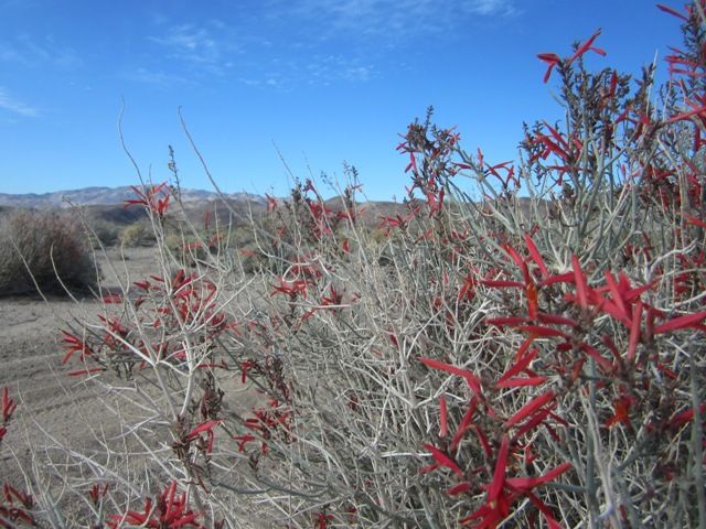 Chuparosa photo AnzaBoMar2013026a_zps2e8bd457.jpg