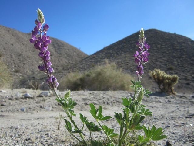 Lupines photo AnzaBoMar2013124a_zps6bb46414.jpg
