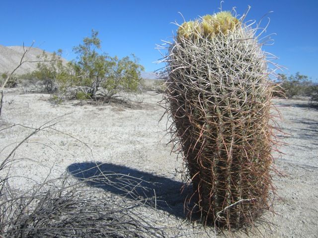 Barrel cactus photo AnzaBoMar2013173a_zps89616723.jpg