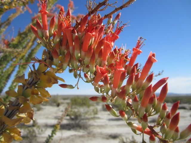 Ocotillo, March 2013 photo AnzaBoMar2013253a_zps3b300e08.jpg