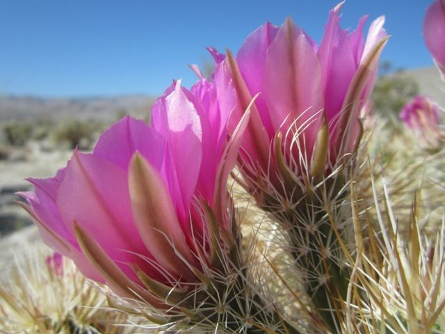 Cactus blossoms photo AnzaBoMar2013329a_zps203ac930.jpg