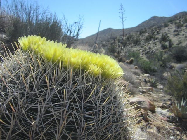Barrel cactus photo AnzaBoMar2013443a_zpsbdb939d3.jpg