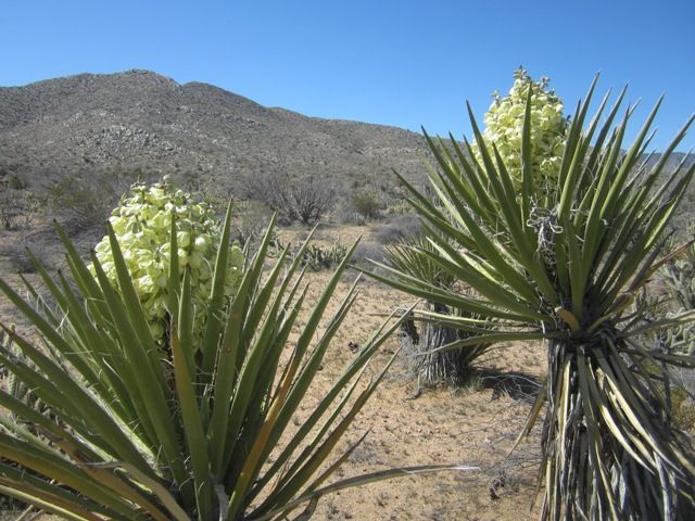 Yucca photo AnzaBoMar2013487a_zps918747a5.jpg