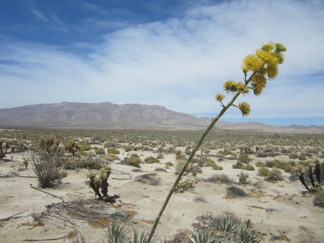 Agave in bloom photo AnzaBocentury_zps17e20bbe.jpg