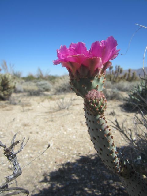 photo beavertailcactus_zpse70694a5.jpg