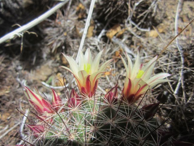 photo cactusbloomAnzaBo_zpsf072bb41.jpg