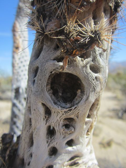 Dead Cholla Cactus photo cholladeadAnzaBo_zpsb3ae68bc.jpg