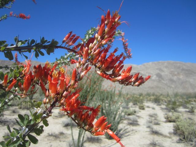 Ocotillo.March.2014 photo ocotillobunch_zps32b84b46.jpg