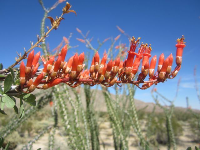 Ocotillo photo ocotillox_zps764da60c.jpg