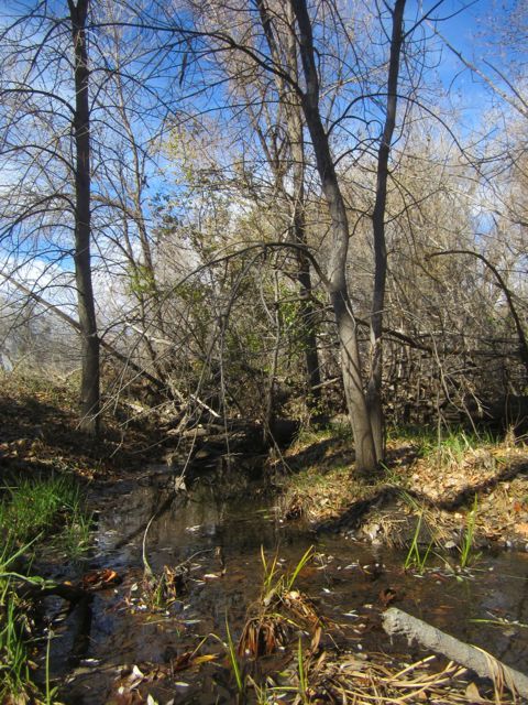 Poudre woodland photo Poudrewoodland_zps23ccdad4.jpg