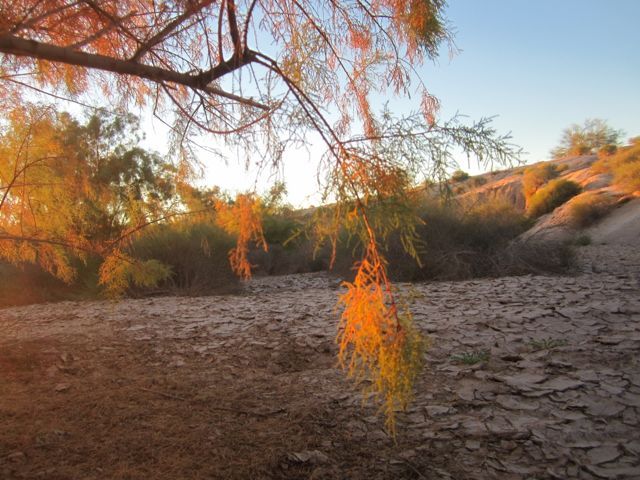 Glowing tamarisk photo IMG_6445glowingtamarisk_zpse7135030.jpg
