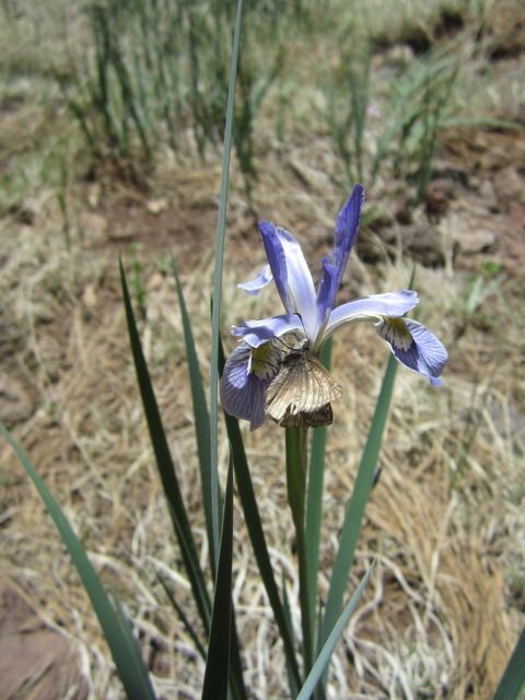 Wild iris