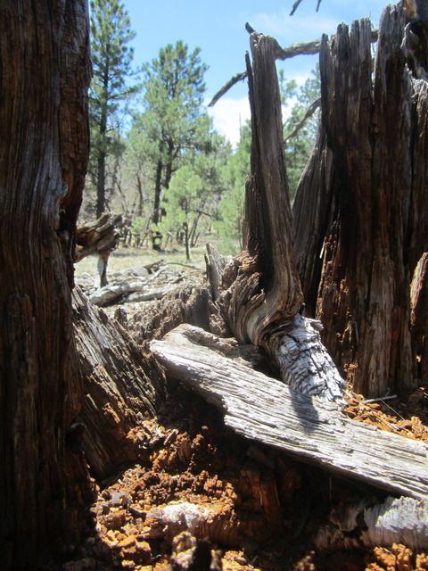 Rotting tree heart