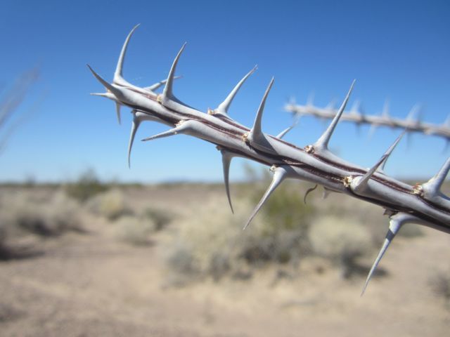 Ocotillo thorns photo Kofaocotillothorn_zpse84cd09b.jpg