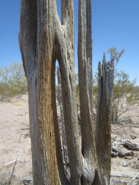 Saguaro skeleton photo Kofaskeleton_zps6ac16d1a.jpg