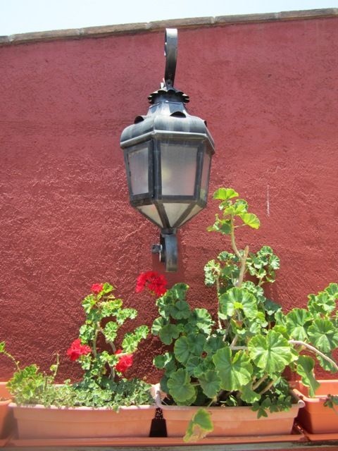 Rooftop geraniums