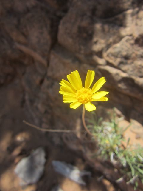 Desert Sunflower.Navajo National Monument photo Navajodesertsunflower_zpsa9228f6a.jpg
