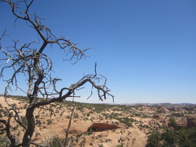 Stripped tree.Navajo National Monument photo Navajostrippedtree_zps45c7e4cd.jpg
