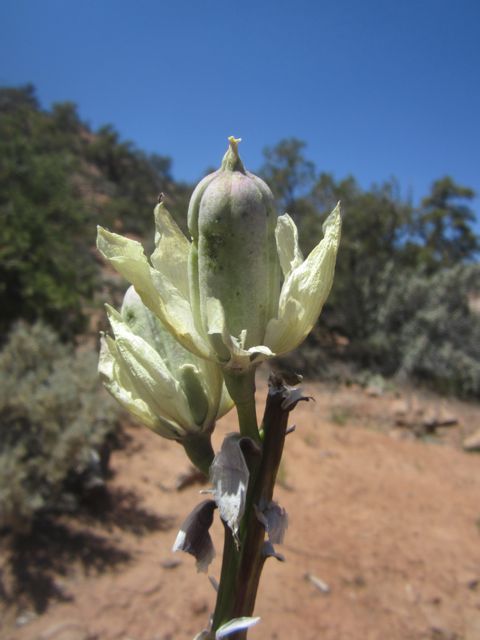 Yucca, Navajo National Monument photo Navajoyucca_zpsa96dd210.jpg