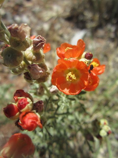 Globe Mallow 3