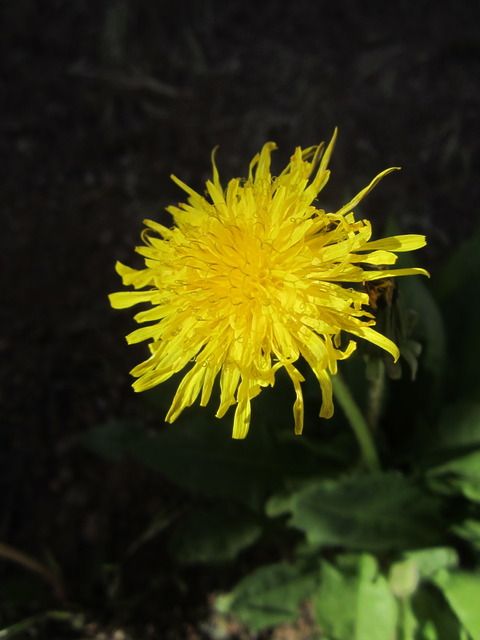 Dandelion photo NorAZMay2012200.jpg