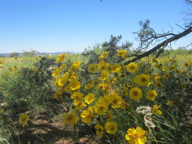 Bandelier National Monument photo Bandelierflowers_zpsf8e43a0d.jpg