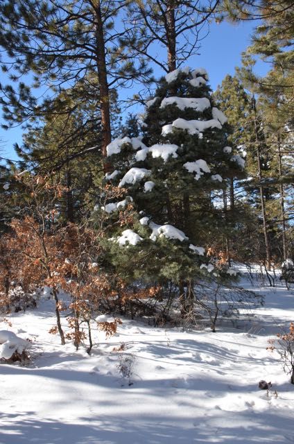  photo NMsnowonfir_zps8babc1bb.jpg