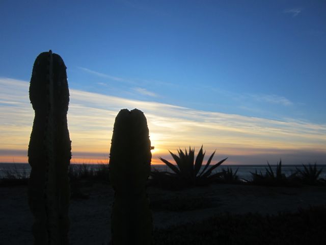 Sundown succulents photo sundownsucculents_zps50b2e257.jpg