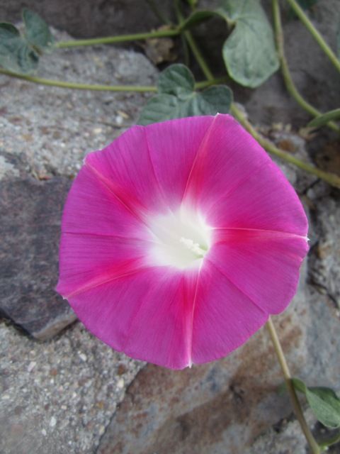 Morning glory