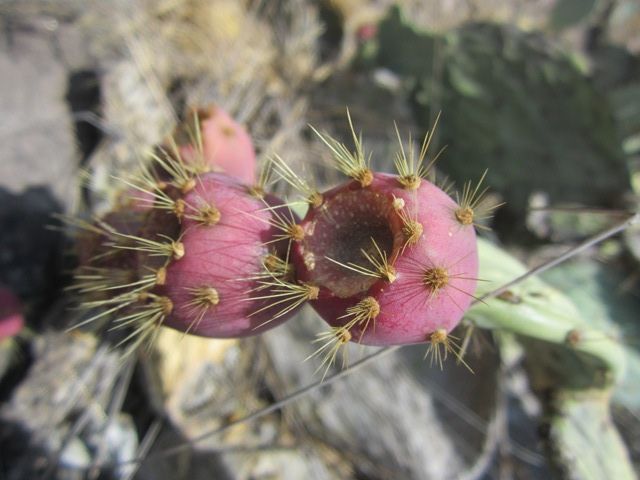 Cactus fruit
