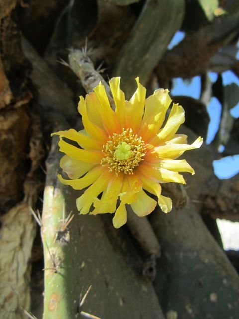 Cactus flower