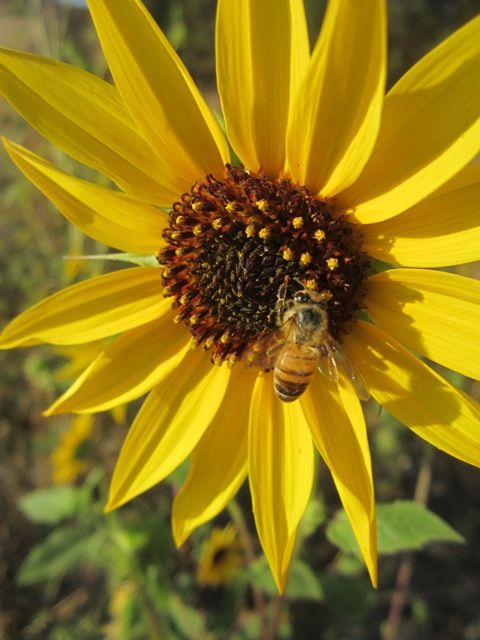 Sunflower and bee