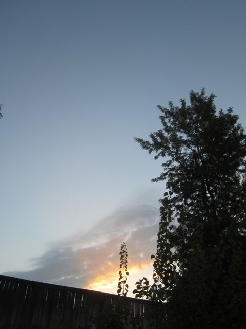 Backyard sunset