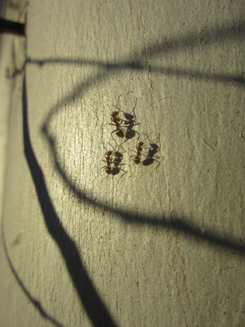 Ants