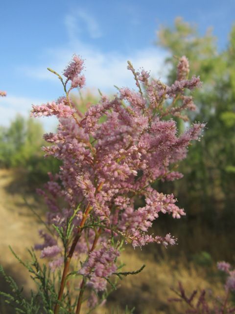 Tamarisk blossoms photo SoCalJune2013013a_zps1baa1d26.jpg