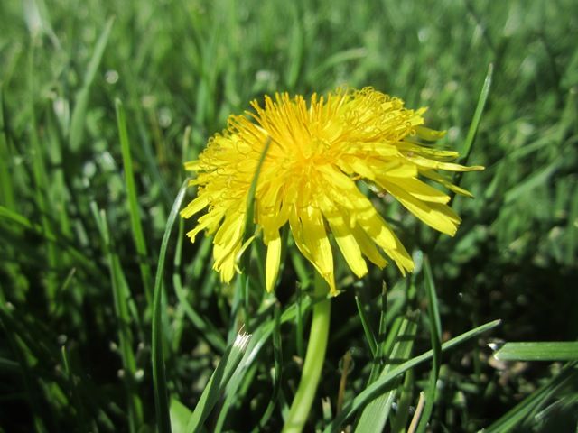 Dandelion photo SoCalMarch2013177a_zps9104731b.jpg
