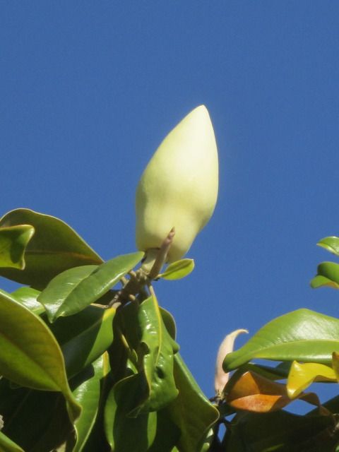Magnolia