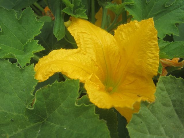 Melon blossom photo SoCalmelonbloom_zps7d14ee39.jpg