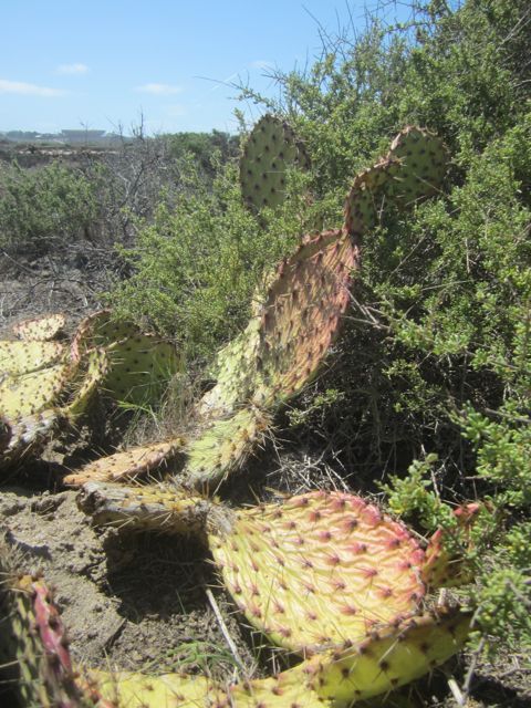 Cacti, Border Field State Park photo cactiBorderFieldSP_zpscbf181bb.jpg