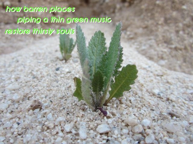 HAIGA.Thin green music photo 104cHAIGA_zps4f29c979.jpg