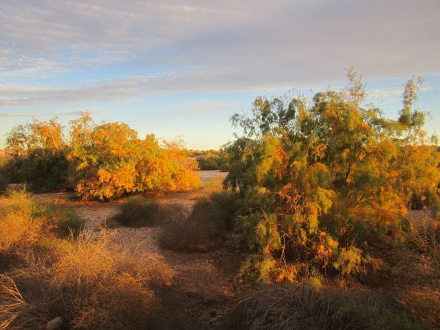 Tamarisk at dusk photo IMG_5722tamariskatdusk_zpsb03e4c37.jpg
