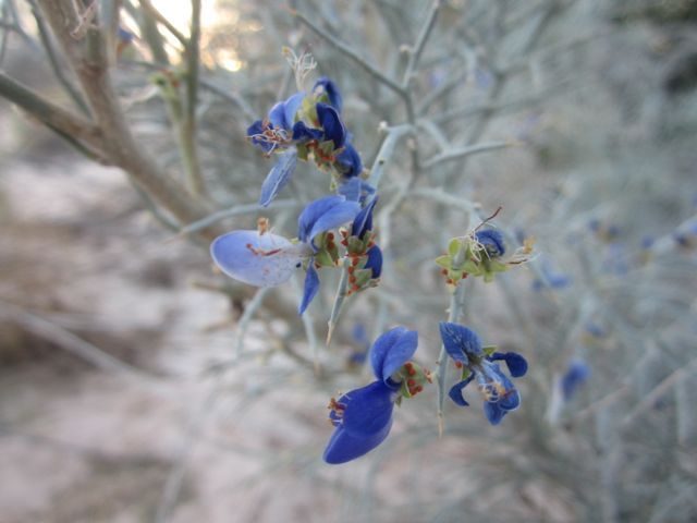 photo Indigobushflower_zps26ee789a.jpg