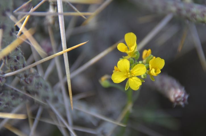  photo Maricopa.yellow flower_zpsstyqma4j.jpg