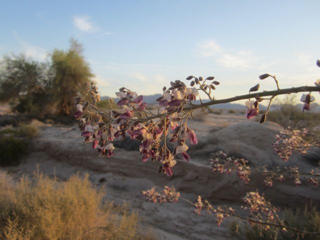 Ironwood blossom photo SonoranApril20131797a_zps3e72bd2e.jpg