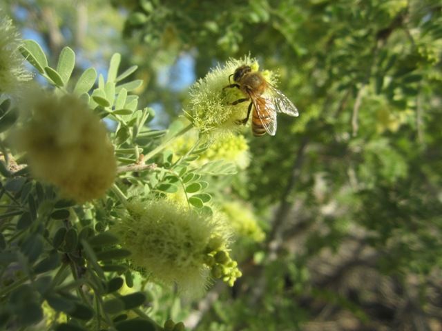 Bee on mesquite blossom photo SonoranApril20132022a_zpsf0f5a6e1.jpg